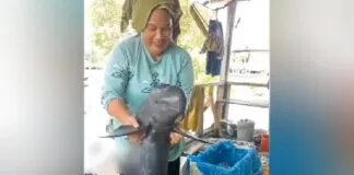 Video Viral Diduga Eksploitasi Ikan Pesut Tuai Kecaman Warganet Video Viral Diduga Eksploitasi Ikan Pesut Tuai Kecaman Warganet