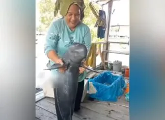 Video Viral Diduga Eksploitasi Ikan Pesut Tuai Kecaman Warganet Video Viral Diduga Eksploitasi Ikan Pesut Tuai Kecaman Warganet