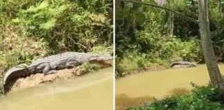 Siang Hari, Seekor Buaya Tiba-Tiba Muncul di Belakang Kantor PMD Muna Barat Siang Hari, Seekor Buaya Tiba-Tiba Muncul di Belakang Kantor PMD Muna Barat