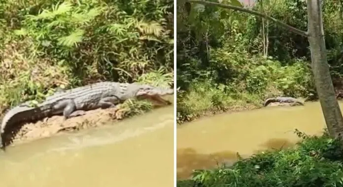 Siang Hari, Seekor Buaya Tiba-Tiba Muncul di Belakang Kantor PMD Muna Barat Siang Hari, Seekor Buaya Tiba-Tiba Muncul di Belakang Kantor PMD Muna Barat