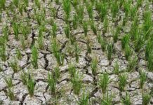 BMKG Prediksi Kemarau 2026 Datang Lebih Awal, Puncaknya Agustus BMKG Prediksi Kemarau 2026 Datang Lebih Awal, Puncaknya Agustus