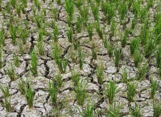 BMKG Prediksi Kemarau 2026 Datang Lebih Awal, Puncaknya Agustus BMKG Prediksi Kemarau 2026 Datang Lebih Awal, Puncaknya Agustus