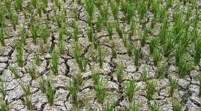 BMKG Prediksi Kemarau 2026 Datang Lebih Awal, Puncaknya Agustus BMKG Prediksi Kemarau 2026 Datang Lebih Awal, Puncaknya Agustus