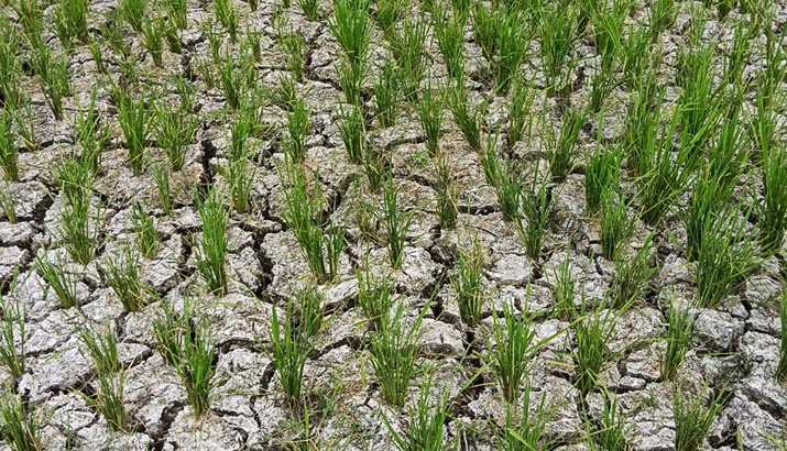 kemarau_ilustrasi BMKG Prediksi Kemarau 2026 Datang Lebih Awal, Puncaknya Agustus