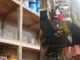 Warung Dibobol Maling di Konawe, Rokok Ludes dan Uang Puluhan Juta Hilang Warung Dibobol Maling di Konawe, Rokok Ludes dan Uang Puluhan Juta Hilang