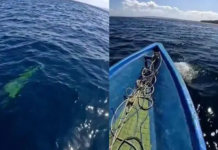 Penampakan Buaya di Laut Kadatua Busel Viral, Warga Sebut Tak Pernah Melihat Sebelumnya Penampakan Buaya di Laut Kadatua Busel Viral, Warga Sebut Tak Pernah Melihat Sebelumnya