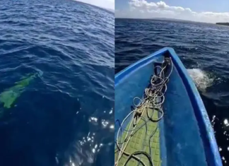 Penampakan Buaya di Laut Kadatua Busel Viral, Warga Sebut Tak Pernah Melihat Sebelumnya Penampakan Buaya di Laut Kadatua Busel Viral, Warga Sebut Tak Pernah Melihat Sebelumnya
