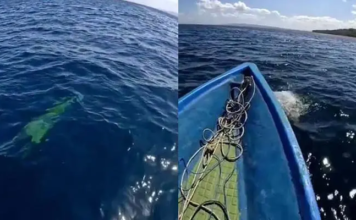 Penampakan Buaya di Laut Kadatua Busel Viral, Warga Sebut Tak Pernah Melihat Sebelumnya Penampakan Buaya di Laut Kadatua Busel Viral, Warga Sebut Tak Pernah Melihat Sebelumnya