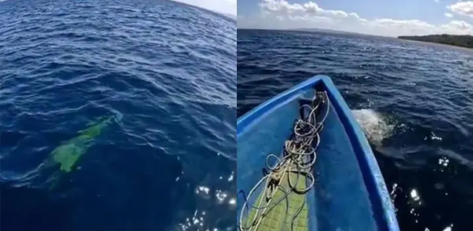 Penampakan Buaya di Laut Kadatua Busel Viral, Warga Sebut Tak Pernah Melihat Sebelumnya Penampakan Buaya di Laut Kadatua Busel Viral, Warga Sebut Tak Pernah Melihat Sebelumnya