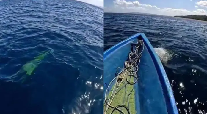 Penampakan Buaya di Laut Kadatua Busel Viral, Warga Sebut Tak Pernah Melihat Sebelumnya Penampakan Buaya di Laut Kadatua Busel Viral, Warga Sebut Tak Pernah Melihat Sebelumnya