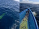 Penampakan Buaya di Laut Kadatua Busel Viral, Warga Sebut Tak Pernah Melihat Sebelumnya Penampakan Buaya di Laut Kadatua Busel Viral, Warga Sebut Tak Pernah Melihat Sebelumnya