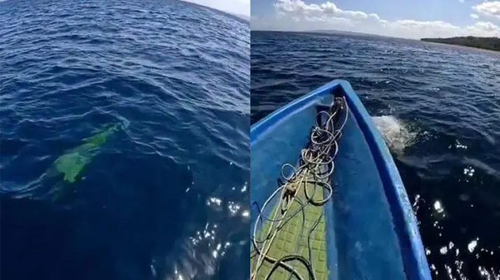 buaya_busel Penampakan Buaya di Laut Kadatua Busel Viral, Warga Sebut Tak Pernah Melihat Sebelumnya