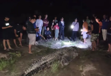 Buaya Sekitar 7 Meter Ditangkap Warga di Sungai Ladongi Koltim Buaya Sekitar 7 Meter Ditangkap Warga di Sungai Ladongi Koltim