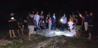 Buaya Sekitar 7 Meter Ditangkap Warga di Sungai Ladongi Koltim Buaya Sekitar 7 Meter Ditangkap Warga di Sungai Ladongi Koltim