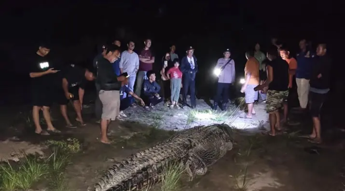 Buaya Sekitar 7 Meter Ditangkap Warga di Sungai Ladongi Koltim Buaya Sekitar 7 Meter Ditangkap Warga di Sungai Ladongi Koltim