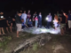 Buaya Sekitar 7 Meter Ditangkap Warga di Sungai Ladongi Koltim Buaya Sekitar 7 Meter Ditangkap Warga di Sungai Ladongi Koltim