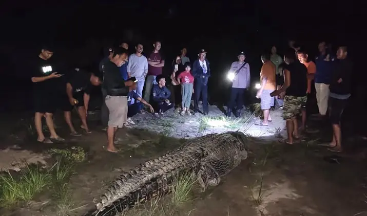 buayakoltim Buaya Sekitar 7 Meter Ditangkap Warga di Sungai Ladongi Koltim