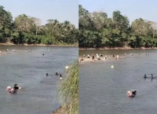 Sungai Konaweha di Pohara Surut, Warga Ramai-ramai Berburu Pokea Sungai Konaweha di Pohara Surut, Warga Ramai-ramai Berburu Pokea