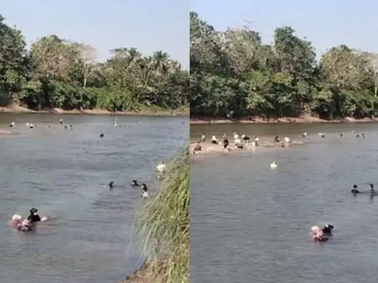 Sungai Konaweha di Pohara Surut, Warga Ramai-ramai Berburu Pokea Sungai Konaweha di Pohara Surut, Warga Ramai-ramai Berburu Pokea