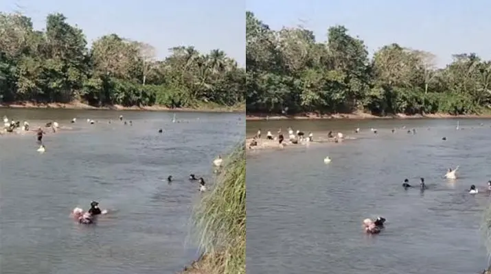 sungai_konawe Sungai Konaweha di Pohara Surut, Warga Ramai-ramai Berburu Pokea