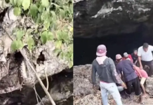 Detik-detik Penangkap Ular Digigit Piton Saat Evakuasi di Permandian Gua Buteng Detik-detik Penangkap Ular Digigit Piton Saat Evakuasi di Permandian Gua Buteng