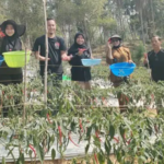 Program Mandiri Pangan ANTAM Bantu Petani Mowundo Kembangkan Budidaya Cabai Program Mandiri Pangan ANTAM Bantu Petani Mowundo Kembangkan Budidaya Cabai