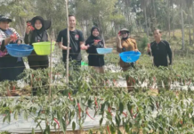 Program Mandiri Pangan ANTAM Bantu Petani Mowundo Kembangkan Budidaya Cabai Program Mandiri Pangan ANTAM Bantu Petani Mowundo Kembangkan Budidaya Cabai