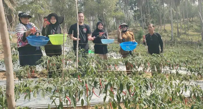 Program Mandiri Pangan ANTAM Bantu Petani Mowundo Kembangkan Budidaya Cabai Program Mandiri Pangan ANTAM Bantu Petani Mowundo Kembangkan Budidaya Cabai