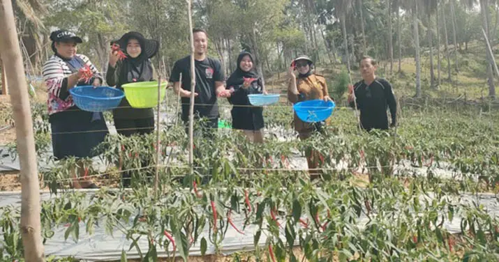 panen_cabe_antam Program Mandiri Pangan ANTAM Bantu Petani Mowundo Kembangkan Budidaya Cabai